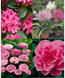Pink shade garden